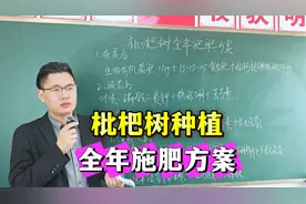 枇杷树种植全年施肥方案分享，枇杷种植底肥和膨大肥用什么好！