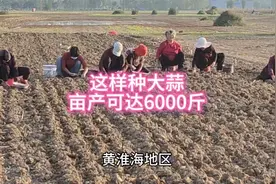 大蒜这样种，亩产轻松达到6000斤以上