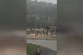 广州暴雨来袭前，野生动物园动物集体狂奔视频封面