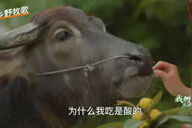 2岁小牛看到主人难过共情流泪，默默守在身边陪伴视频封面