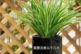 探讨吊兰对人体健康的影响视频封面