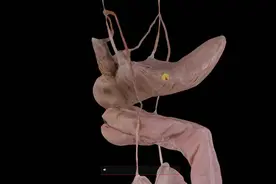 膀胱的外形与内部结构