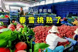 枣庄山亭春雪桃熟了，欧峪果品流通商贸园内车水马龙一片繁忙景象视频封面