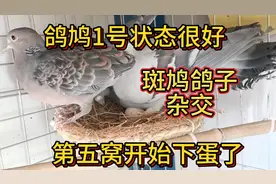 斑鸠鸽子杂交【第五窝了】顺带看看小鸽鸠的状态