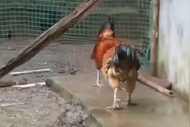 公鸡似乎没有生殖器-那它是怎么完成交配的？很多人都不知道