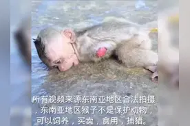 互相伤害的膏药猴，几乎不可能独立生存下来！小猴子，大自然法则