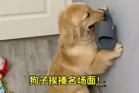 哈哈哈！狗子挨揍名场面，一个比一个搞笑！视频封面