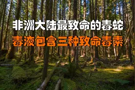 非洲大陆最致命的毒蛇，毒液包含三种致命毒素，被它咬伤生不如死视频封面