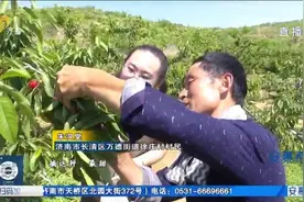 长清：采摘+旅游，多渠道拓宽樱桃销路，助力农户增收致富视频封面
