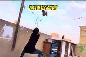 国外老鹰泛滥成灾，男子设计陷阱，在楼顶上捕捉老鹰#野生动物视频封面