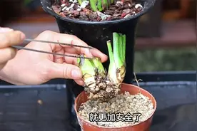 没有叶-没有根的兰花，你知道如何让它爆长新根新芽吗？