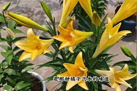 开花橙黄香味足，这款百合盆栽最好，现在种过年就能赏花视频封面