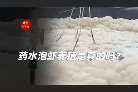 药水泡虾养殖是真的吗？