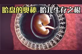 无可代替的胎盘：胎儿在妈妈体内的生存之道