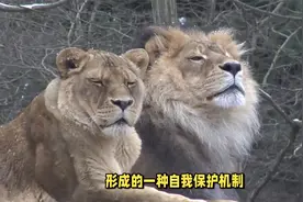 雄狮会与自己的雌性后代近亲繁殖吗？为什么？视频封面