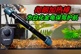 养了两只金色的小乌龟，它们就像瞌睡虫一样，游泳都闭着眼
