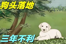 “狗头落地，三年不利”狗头指的是什么意思？为什么这么说视频封面