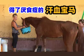 汗血宝马太娇气得了厌食症，家人陪他散步，还要演奏音乐帮它治疗