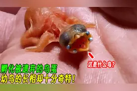 孵化被遗弃的鸟蛋，没想到成功孵化后，幼鸟的长相却十分奇特！视频封面