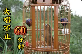 60分钟画眉鸟叫声欣赏，大唱不止，好听，值得收藏！