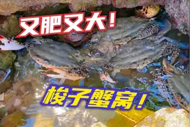 小章在礁石区发现大螃蟹窝！个个又肥又大！鲍鱼也是一堆堆的！视频封面