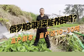 可抗冻-40度低温的牧草，俄罗斯饲料菜喂鸡鸭鹅，可直接现割现喂视频封面