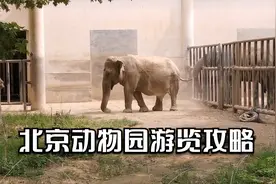 逛北京动物园，既能看全动物，又不走回头路，这条游玩攻略告诉您