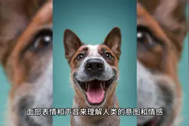 【小知识】狗为什么可以听懂人说的话呢？