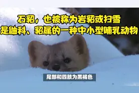 石貂，也被称为岩貂或扫雪，是鼬科、貂属的一种中小型哺乳动物
