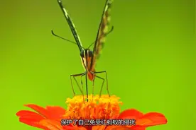 自然之谜：红蚂蚁、牛至与灰蝶的神奇三角关系