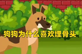 狗狗为什么喜欢埋骨头，看完你就懂了
