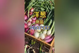 洋葱要卧倒，产量跟着跑！ #洋葱种植  #洋葱学园  #洋葱  #关注我每天分享种植知识  #蔬菜种植 视频封面