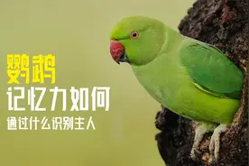 鹦鹉记忆力如何？通过什么识别主人？饲主应该怎么与它们相处