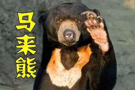 杭州动物园疑似人扮的黑熊？人家是马来熊，我国有马来熊吗？视频封面