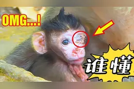 出生20天的小猴宝，一只眼睛睁不开了，怎么回事