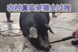 农村真实杀猪全过程，几百斤的母猪一下解决掉，真是太强悍了