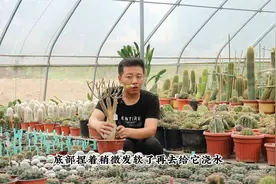 沙漠玫瑰最怕“水”，牢记“一个字”，才能不烂根，轻松开爆盆视频封面