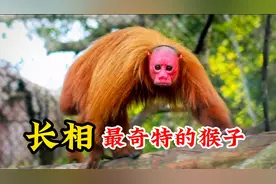 长相最奇特的20种猴子，每一个都让人大开眼界，看看你见过几个视频封面