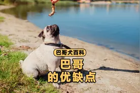 巴哥的优缺点，看完你就知道养不养它了！