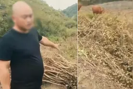 网友称“我7万多株紫薇树苗遭汉滨区江北办强毁”，陕西安康通报视频封面