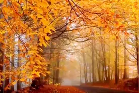 200分钟经典纯音乐，金秋十月的枫叶太美了，好心情助你乐逍遥！