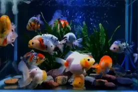 鱼缸的水变浑浊的原因以及解决方法视频封面