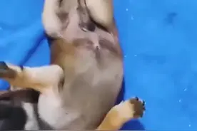 残疾的狗狗被主人抛弃，却意外遇到救赎它的小哥，结局感人#视频封面