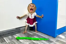 太有趣了！小猴子卡卡和迪姆对假蛇感到好奇视频封面