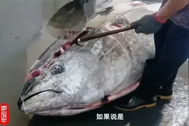 金枪鱼刺身到底分几个等级？我们普通人吃的起吗？视频封面