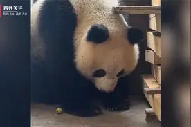 西安一野生熊猫闯入村民家中 镇政府：背部有伤痕评估后放归野外视频封面