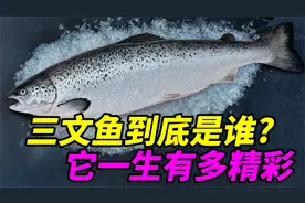 三文鱼到底是哪种鲑鱼?它真实的一生有多精彩!视频封面