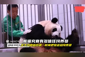 熊猫可以多信任饲养员，刚生下的双胞胎，竟然主动送给了饲养员视频封面