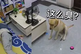 狗子崩溃的瞬间！主人放屁了，拉布拉多反应让网友大呼“成精”了