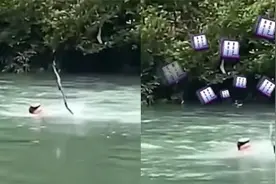 男子游泳时遇到了“蛇”，情急之下抓起蛇绕圈，蛇：家人们谁懂啊视频封面